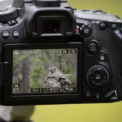 Jaki aparat do zwierząt? Wybierz najlepszy model i obiektyw
