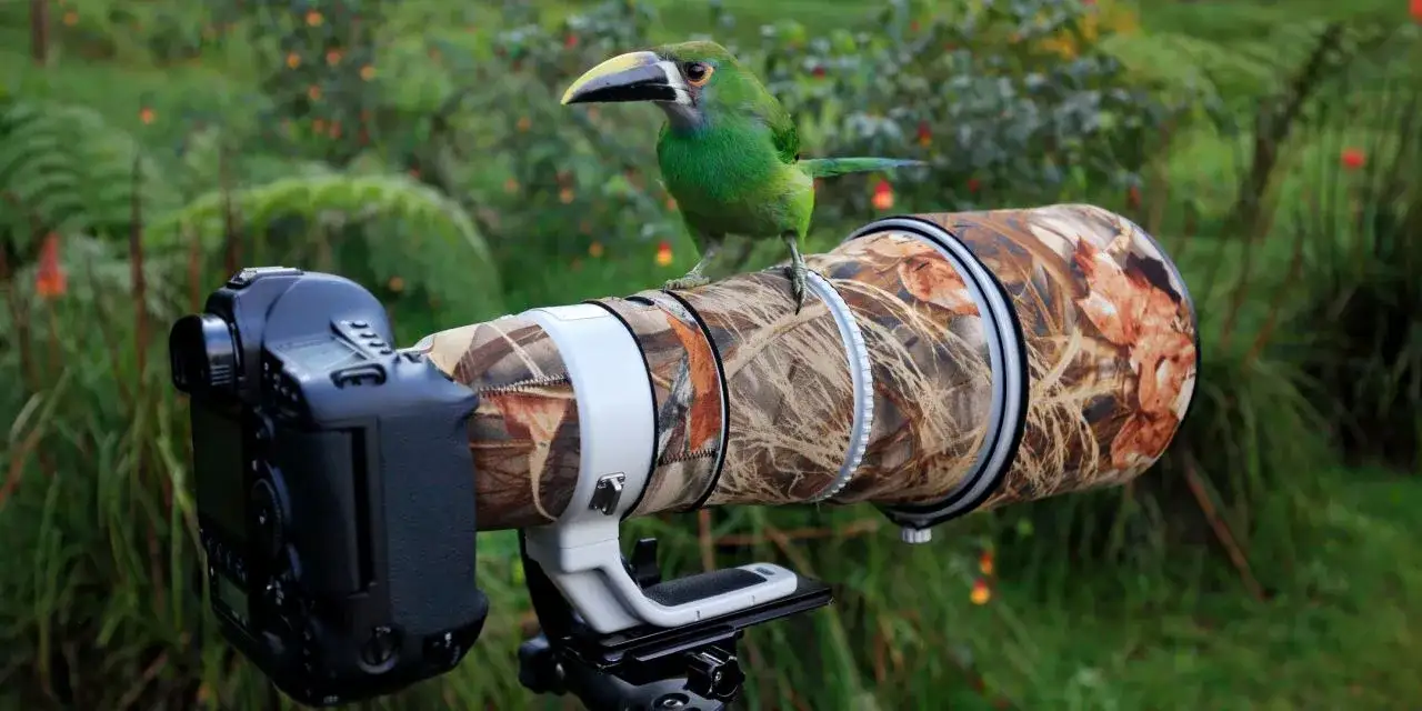 Aparaty do fotografii dzikiej przyrody porównanie